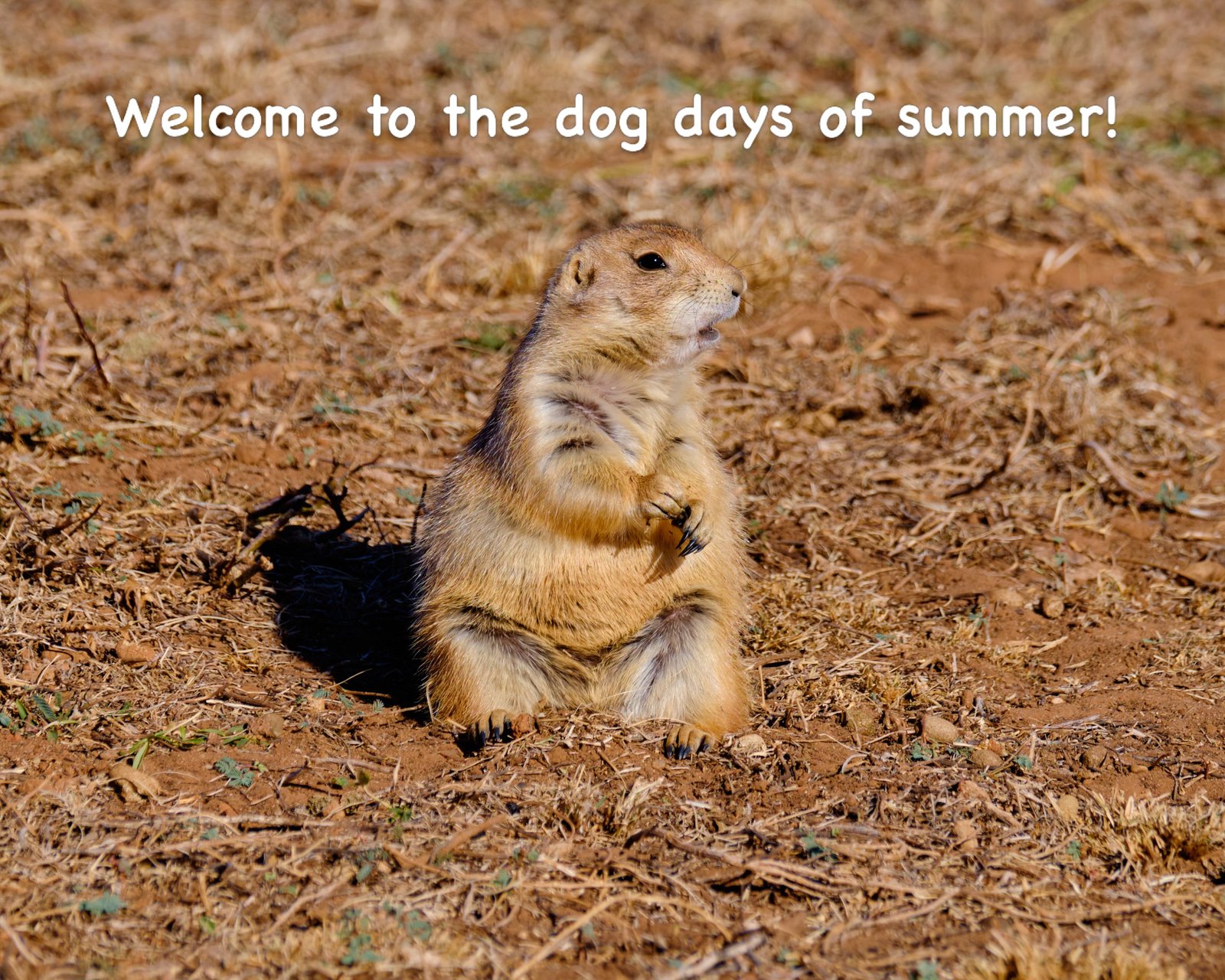 …or should I say prairie dog days of summer.