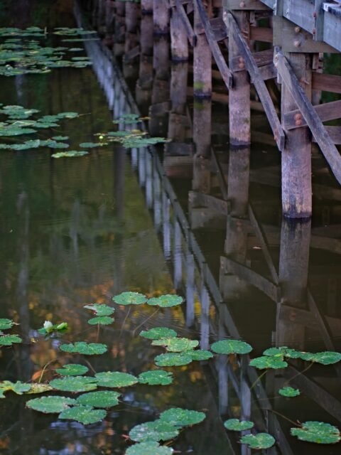 Contact This is from last Octobers trip to Caddo Lake.