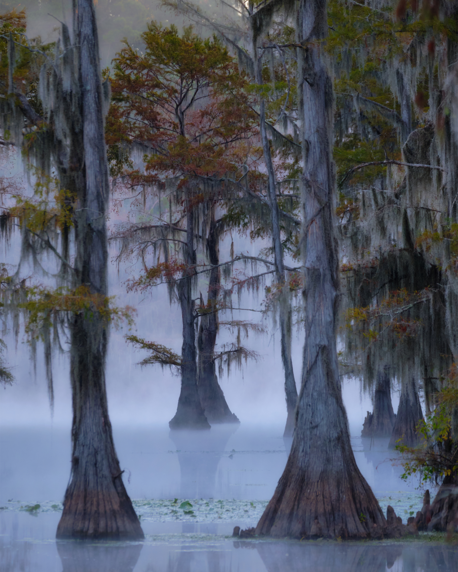 caddo lake fog