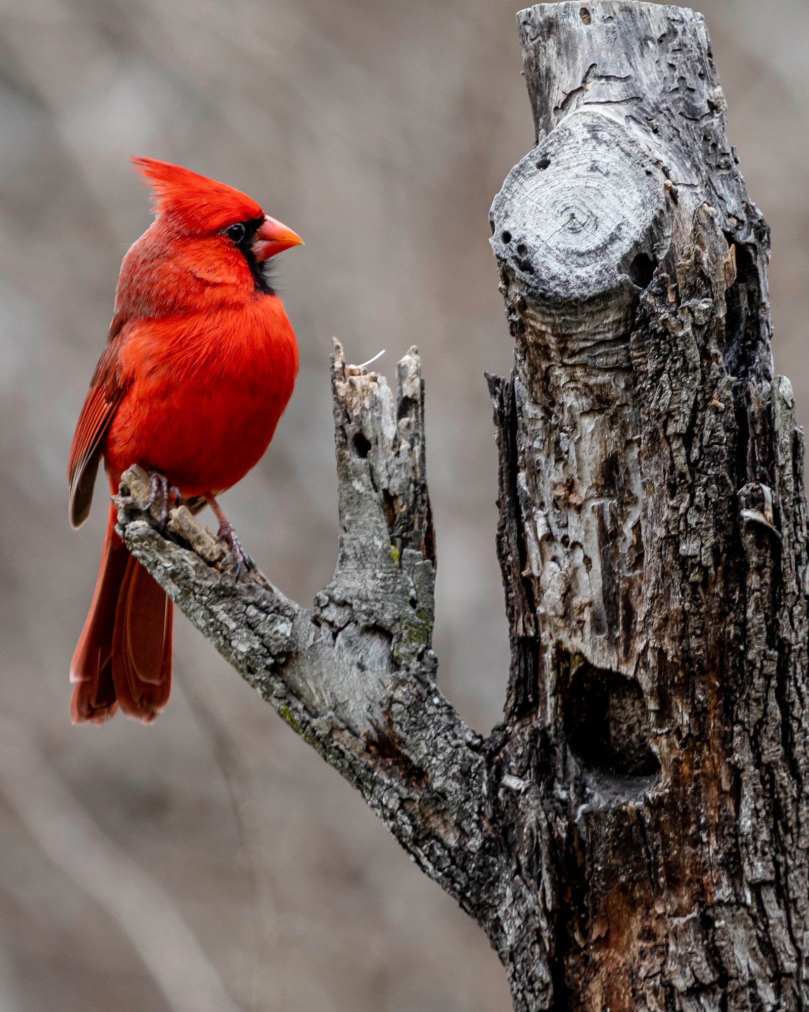 cardinal at goliad 8x10