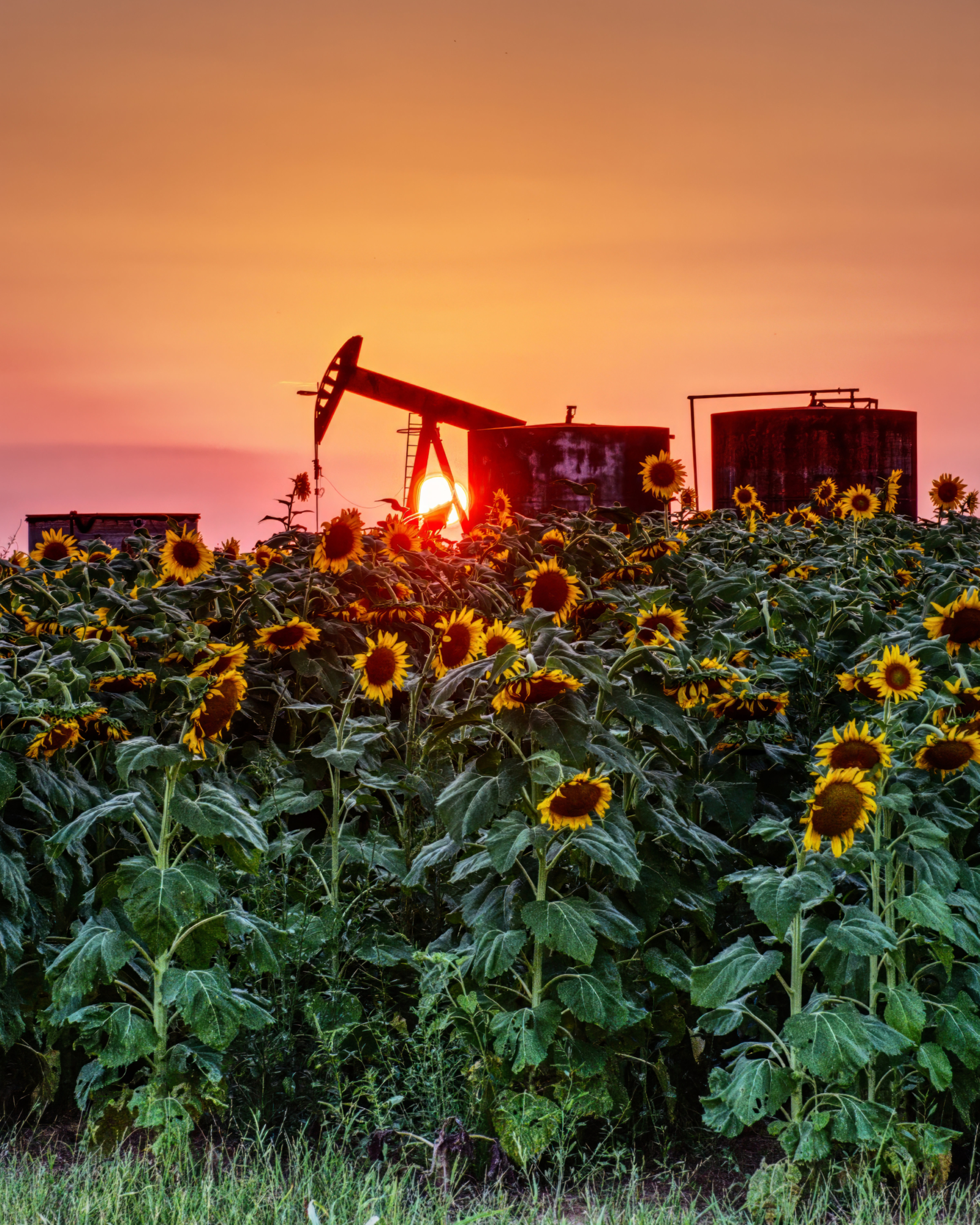 sunflower oil portrait